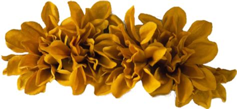 Download High Quality transparent flower crown brown Transparent PNG
