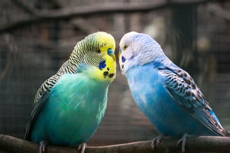 100 Parakeet Names For Male And Female Birds List Of Unique Parrot Names
