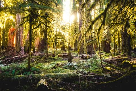 3 Incredible Hoh Rainforest Hikes In Olympic National Park Uprooted