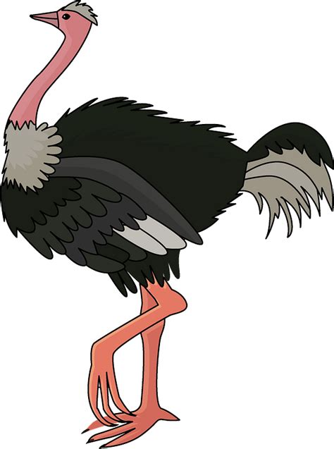 Ostrich Bird Clipart Images
