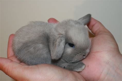 Search in 30 different languages. 5 Mini Lop Rabbits for Sale Little-Rock, AR | Rabbits for ...