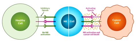 NK Cells Natural Killer Cells For The Treatment Of Cancer Nkarta Inc