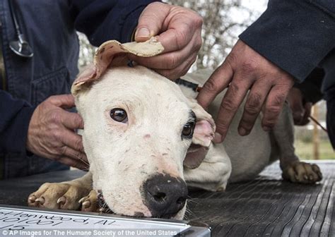 60 Emaciated Dogs Are Saved From An Alabama Residence Daily Mail Online