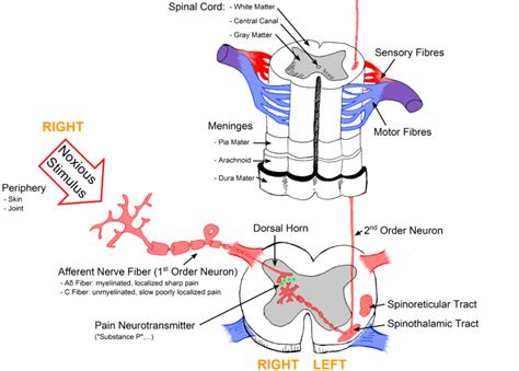 Kurs Wettbewerbsfähig Blut mechanism of pain Larynx Mispend Schwäche