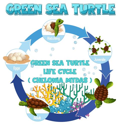 Diagram Showing Life Cycle Of Turtle 1868519 Vector Art At Vecteezy