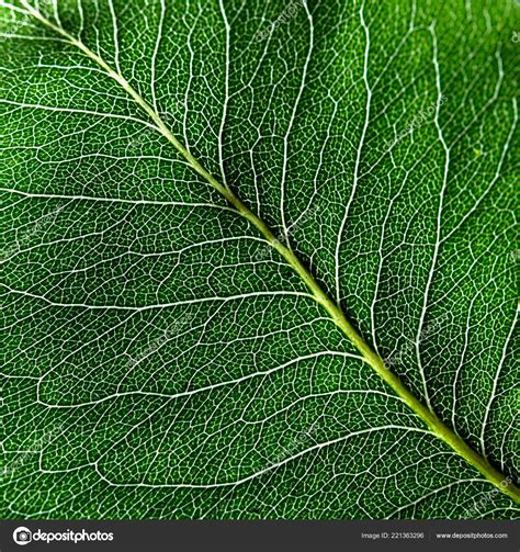 Macro Photo Dark Green Leaf Natural Pattern Leaf Vein Background Stock