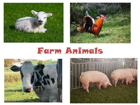 30 Photos Of Farm Animals Teaching Resources