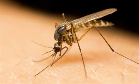 West Nile Virus Infected Mosquitoes Found In West Springfield