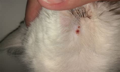 Two Red Spots Next To My Cats Ear Thecatsite
