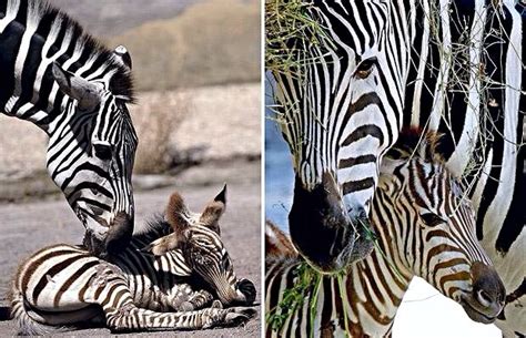 Momma And Baby Zebra Baby Zebra Zebra Zebras