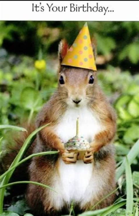 Pin By Michele Cleaves On Squirrel Saying Happy Birthday Squirrel