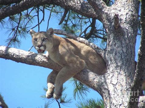 Curious Cougar Photograph By Anne Ditmars
