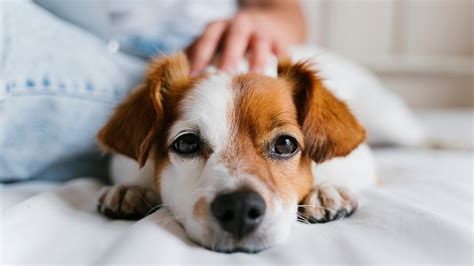 Dont Ignore These 10 Signs That Your Dog May Be Sick Muirfield