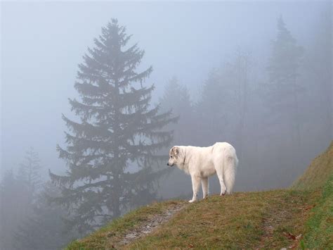 Wallpaper Dog Breed Group Mountain Fog Highland Tree Dog Like
