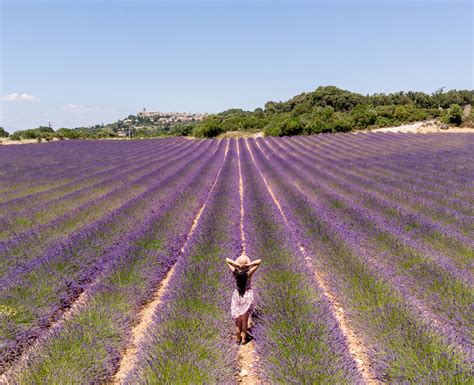 Best Places To See Lavender Fields In France With Free Map 2023