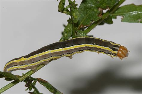 Striped Garden Caterpillar Trichordestra Legitima Bugguidenet