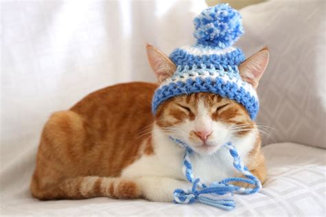 Hat For Cats Toboggan Cat Hat Beanie For Cast And Kittens Cat Etsy
