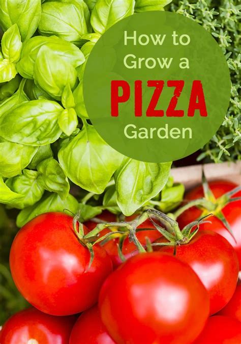 Get Kids Interested In Gardening Heres How To Grow A Pizza Garden
