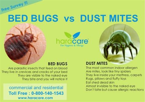 Bed Bugs Vs Dust Mite