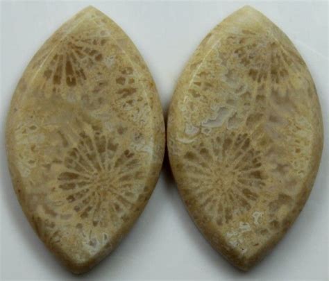 Cts Pair Of Polished Coral Natural Stones Natural Stones Coral