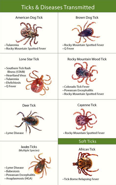 12 Best Tick Bite Symptoms Images Tick Bite Tick Bite Symptoms Ticks