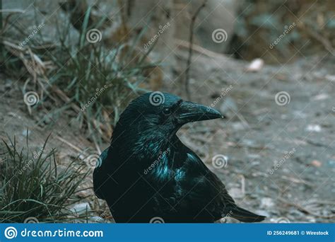 Closeup Of A Black Crow Against The Grass Stock Image Image Of Nature Beak