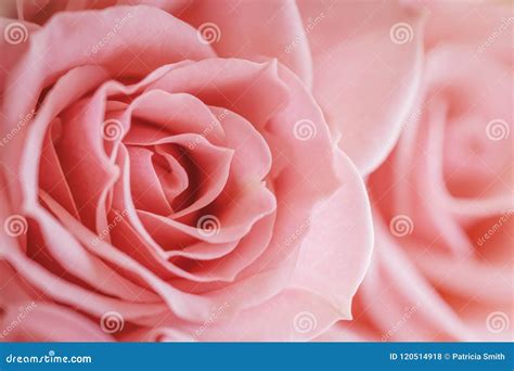 Light Pink Rose Macro Stock Photo Image Of Floral Rosebud 120514918