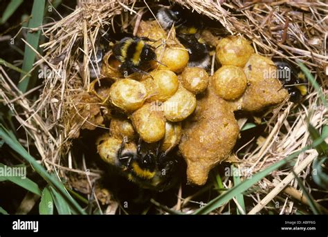 Small Garden Bumble Bee Bombus Hortorum Apidae Workers On Their Nest