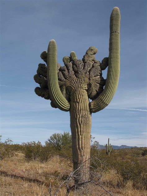 The saguaro cactus, cereus giganteus or carnegiea gigantean, meaning gigantic candle, is found only in the sonoran desert, which is in southern arizona and i could see the outer edges of these brown boots on the surface of the cactus. Crested Saguaro Cactus; SE AZ - a photo on Flickriver