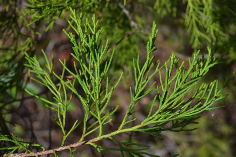 Southern Red Cedar South Florida Trees