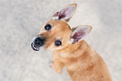 Deer Head Chihuahua The Complete Breed And Owners Guide All Things Dogs