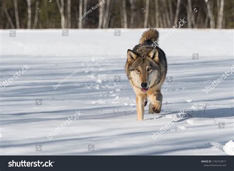 Grey Wolf Canis Lupus Steps Forward Stock Photo 1742722817 Shutterstock