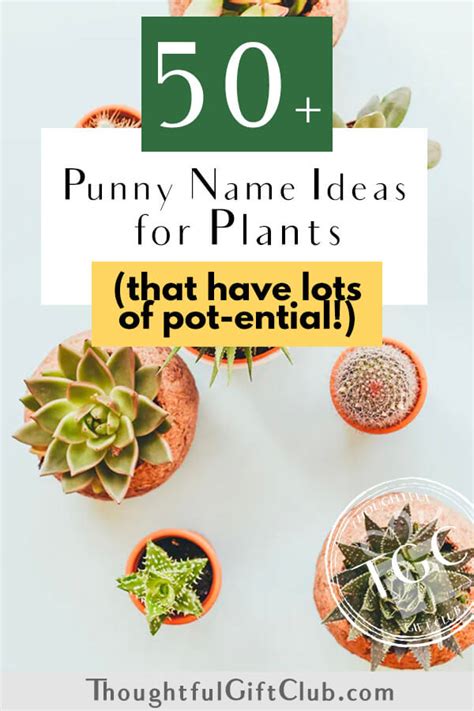50 Plant Pun Names You Wont Be Leaf 2024 Update