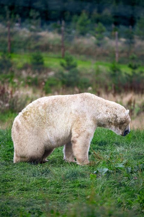 A Large Polar Bear Sits Looking Away From The Camera In A Green Field
