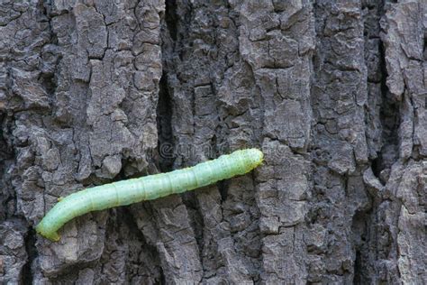 Green Caterpillar Stock Photo Image 44264227