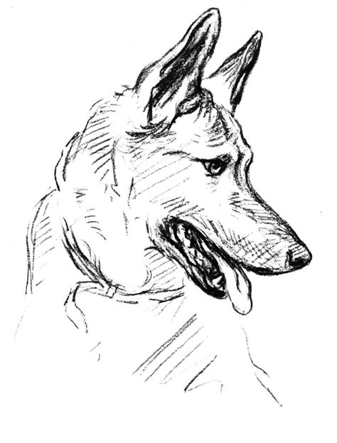 What is the lifespan of dogs? German Shepherd Coloring Pages - Best Coloring Pages For Kids