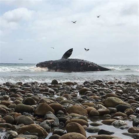 Dead Whale Washes Up At San Onofre State Beach Abc7 Los Angeles