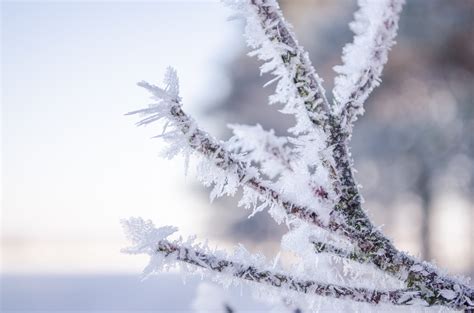 Hintergrundbilder Natur Schnee Winter Ast Eis Frost Frühling