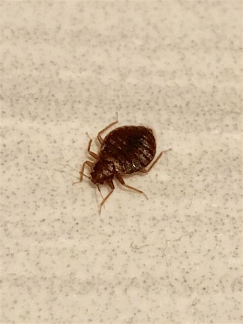 Bed Bug Reports Check Hotels And Apartments Before You Stay