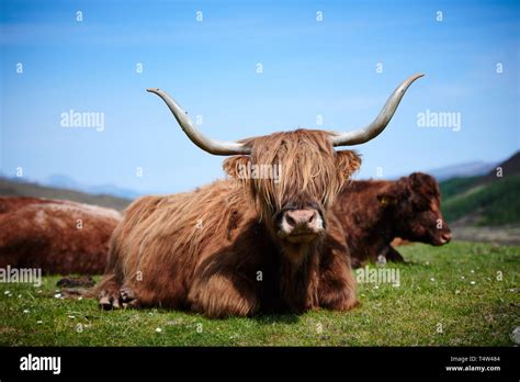 Highland Cattle Isle Of Skye Scotland Spring Stock Photo Alamy