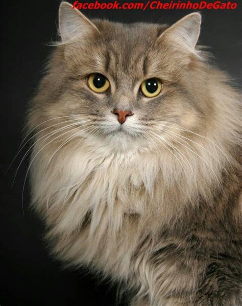 Pin By Gamenut On Beautiful Cats Siberian Cat Gorgeous Cats