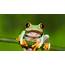 Frog  Frogs Wallpaper 39058351 Fanpop