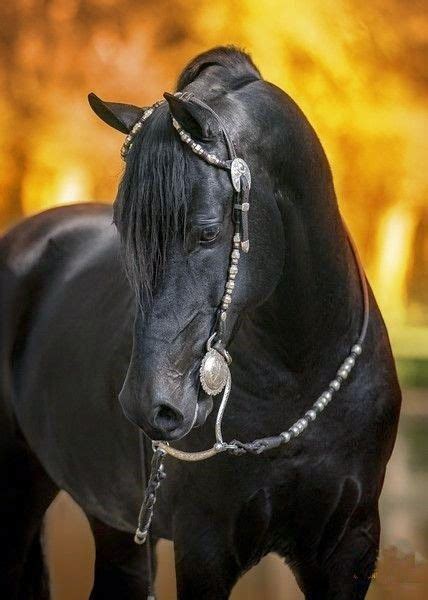 Top 5 Most Beautiful And Expensive Horse Breeds Black Horses Horses