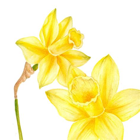 Watercolor Daffodil Clipart By Digitaldesignsandart Thehungryjpeg