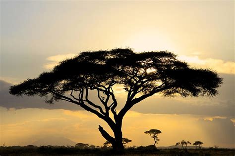 African Savanna At Sunset By Graeme Shannon Redbubble