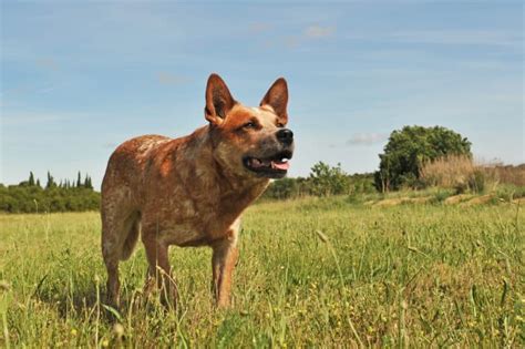 Uncertain About The Red Heeler Heres What You Need To