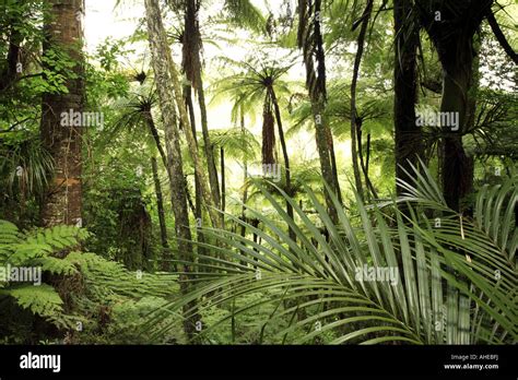 Tropical New Zealand Forest Stock Photo Alamy