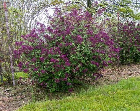 Bloomerang Lilac Care And Growing Guide