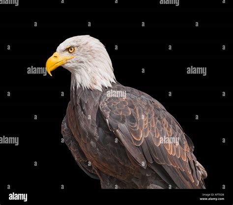 El águila Calva Americana Aislado Sobre Fondo Negro Norteamericanos De