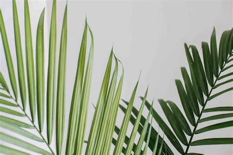How To Grow And Care For Majesty Palm